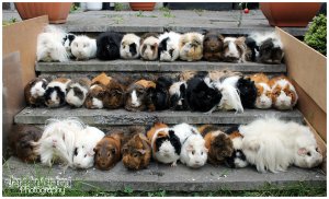 36_guinea_pigs_and_counting__by_clerdy-d5delwa